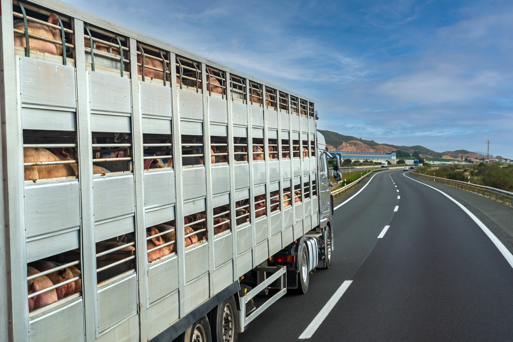 Cage,Truck,For,Transporting,Cattle,Loaded,With,Pigs.